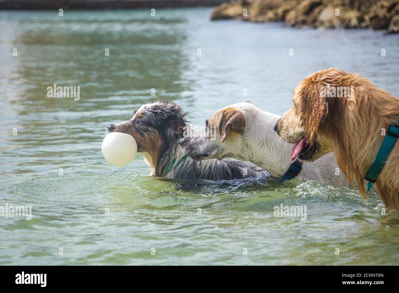 Three dogs playing with a ball in ocean, Florida, USA Stock Photo