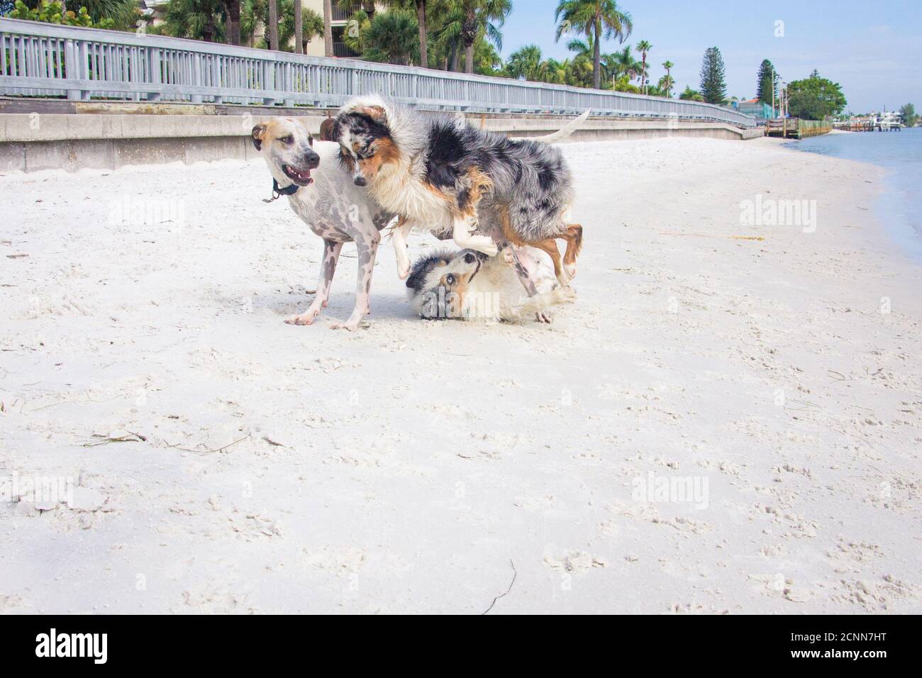 Three dogs playing on a beach, Florida, USA Stock Photo - Alamy