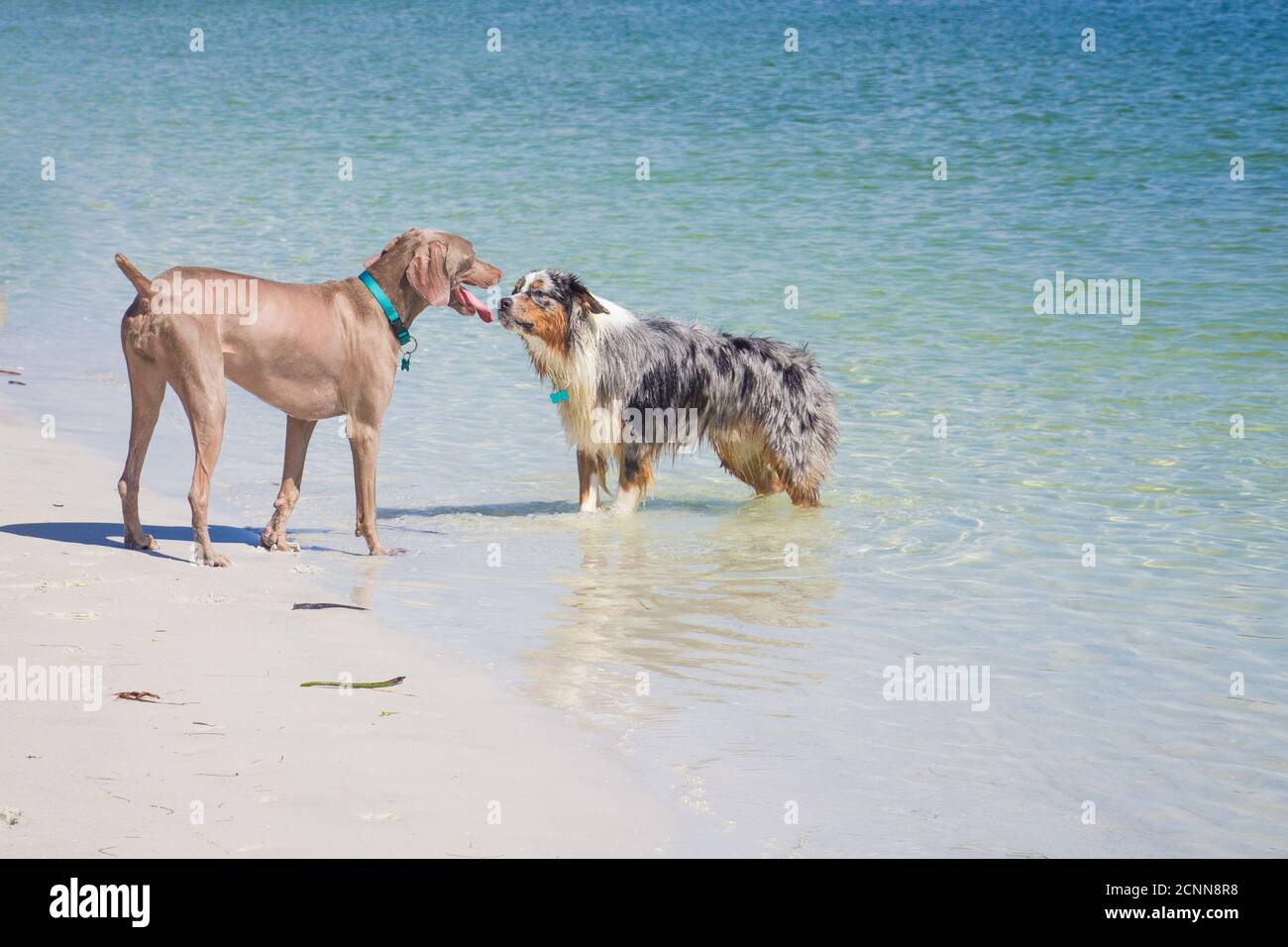 Two dogs standing face to face in ocean, Florida, USA Stock Photo