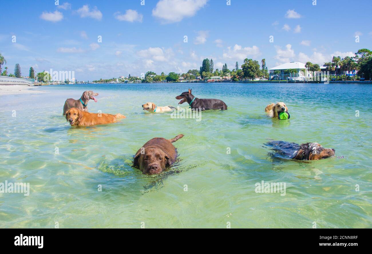 Group of dogs playing on beach, Florida, USA Stock Photo Alamy