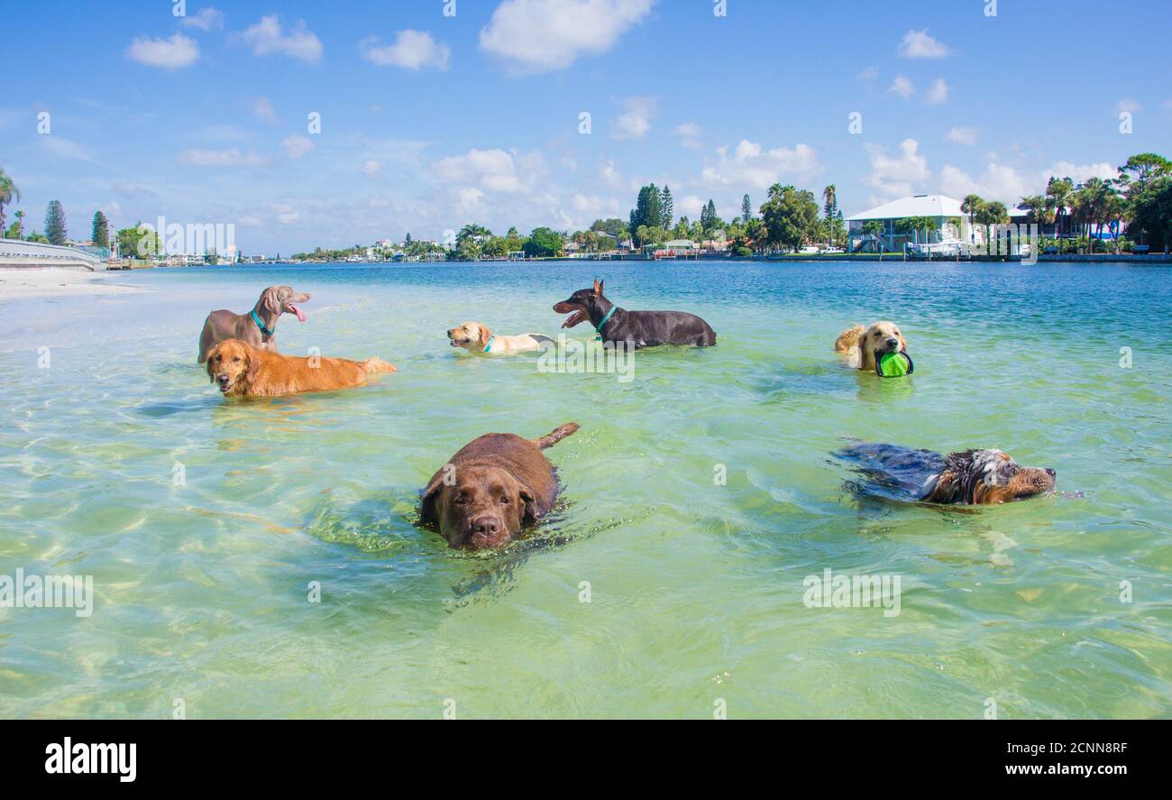 Group of dogs playing on beach, Florida, USA Stock Photo