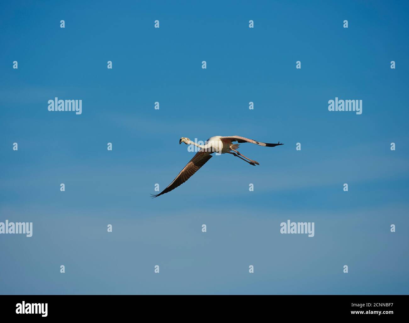 Greater Flamingo (Phoenicopterus roseus), sky, sideways, flying Stock Photo