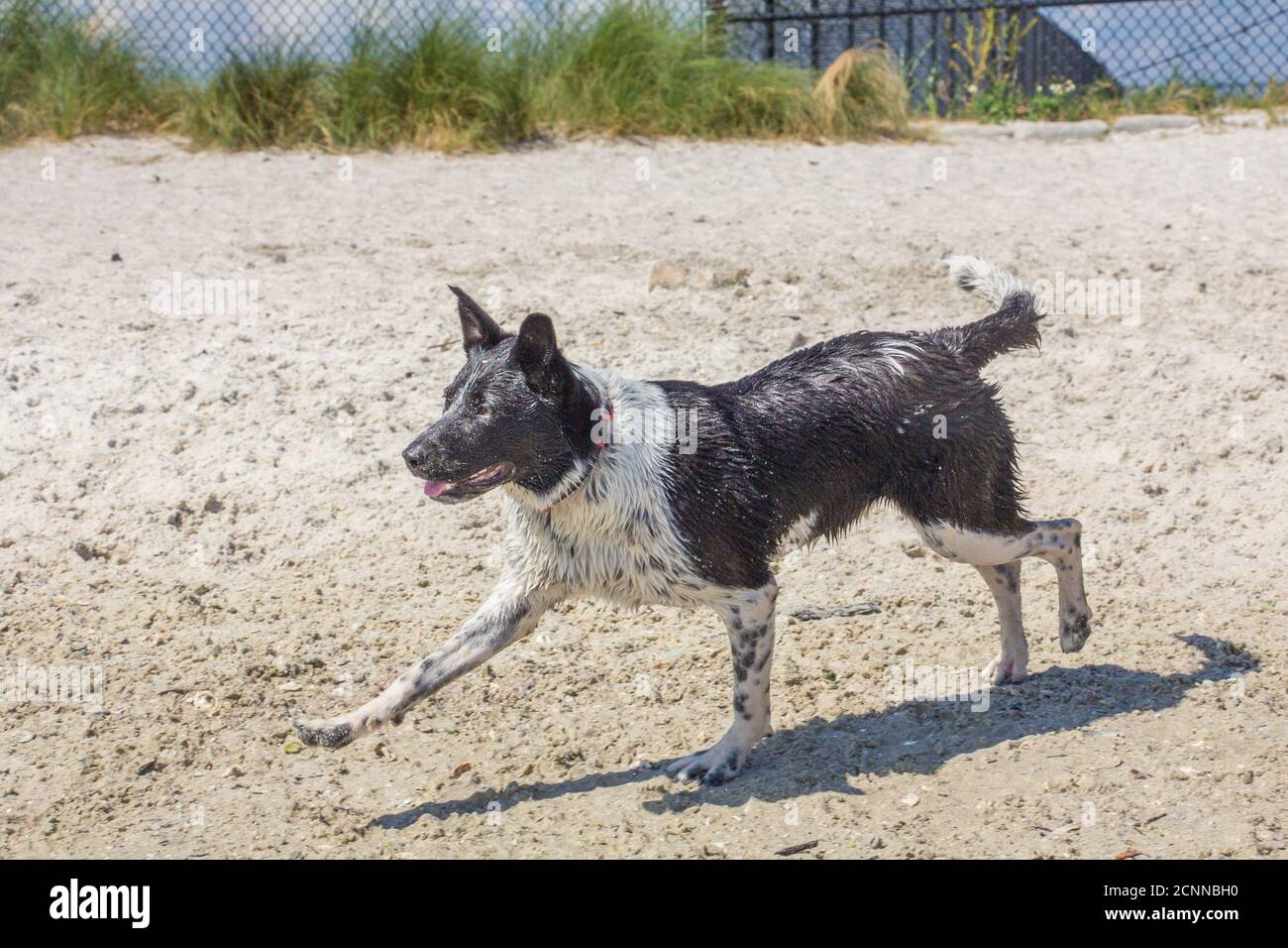 Australian cattle dog running on beach, Florida, USA Stock Photo