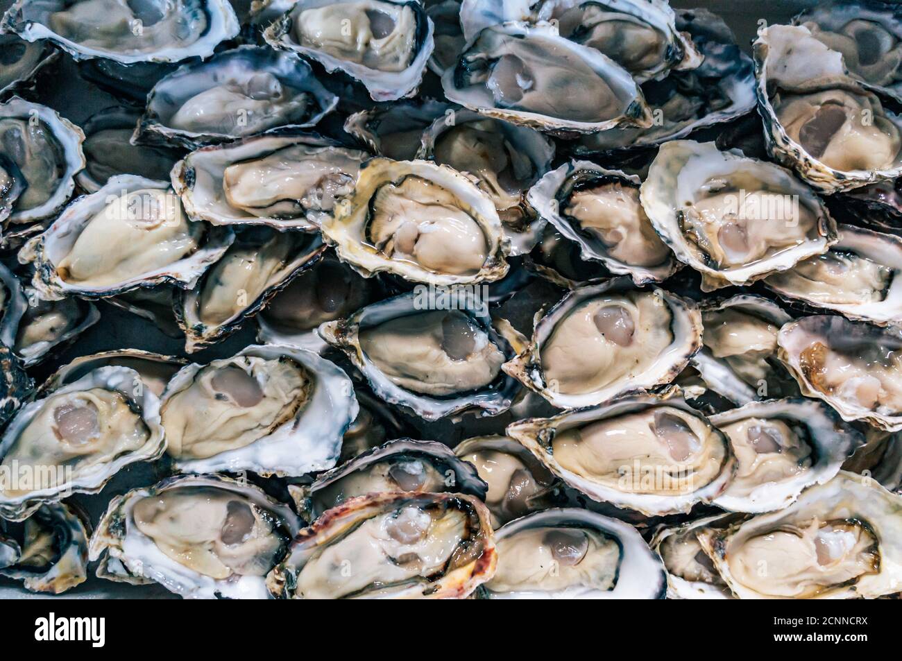 Top view of shucked oysters Stock Photo Alamy