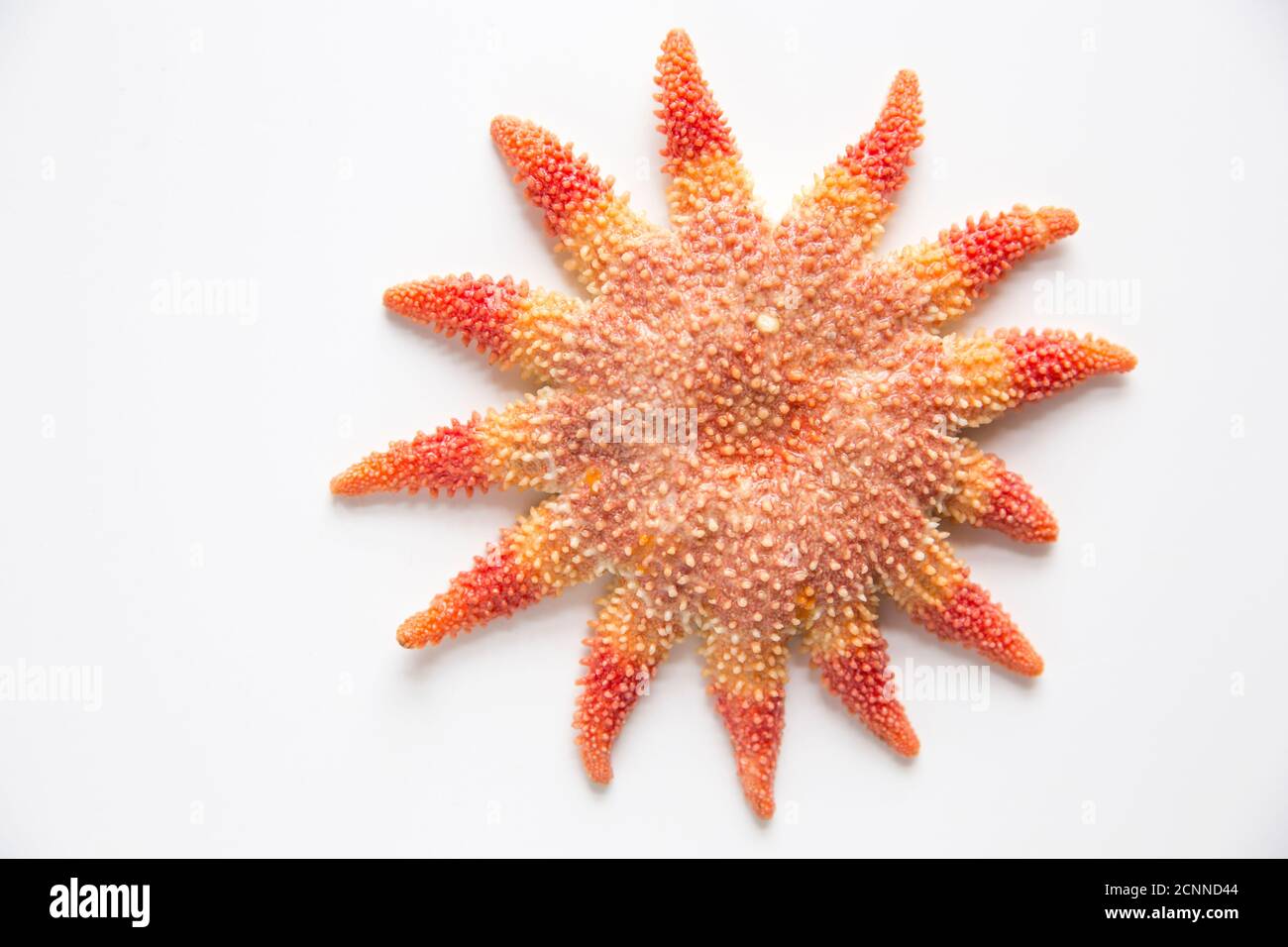 A common sunstar, Crossaster papposus, photographed on a white background. Dorset England UK GB Stock Photo