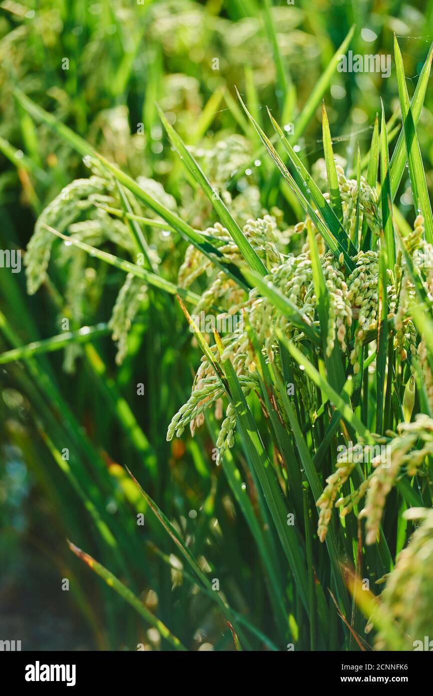 Rice plants (Oryza sativa), Ebro Delta, Catalonia, Spain, Europe Stock Photo