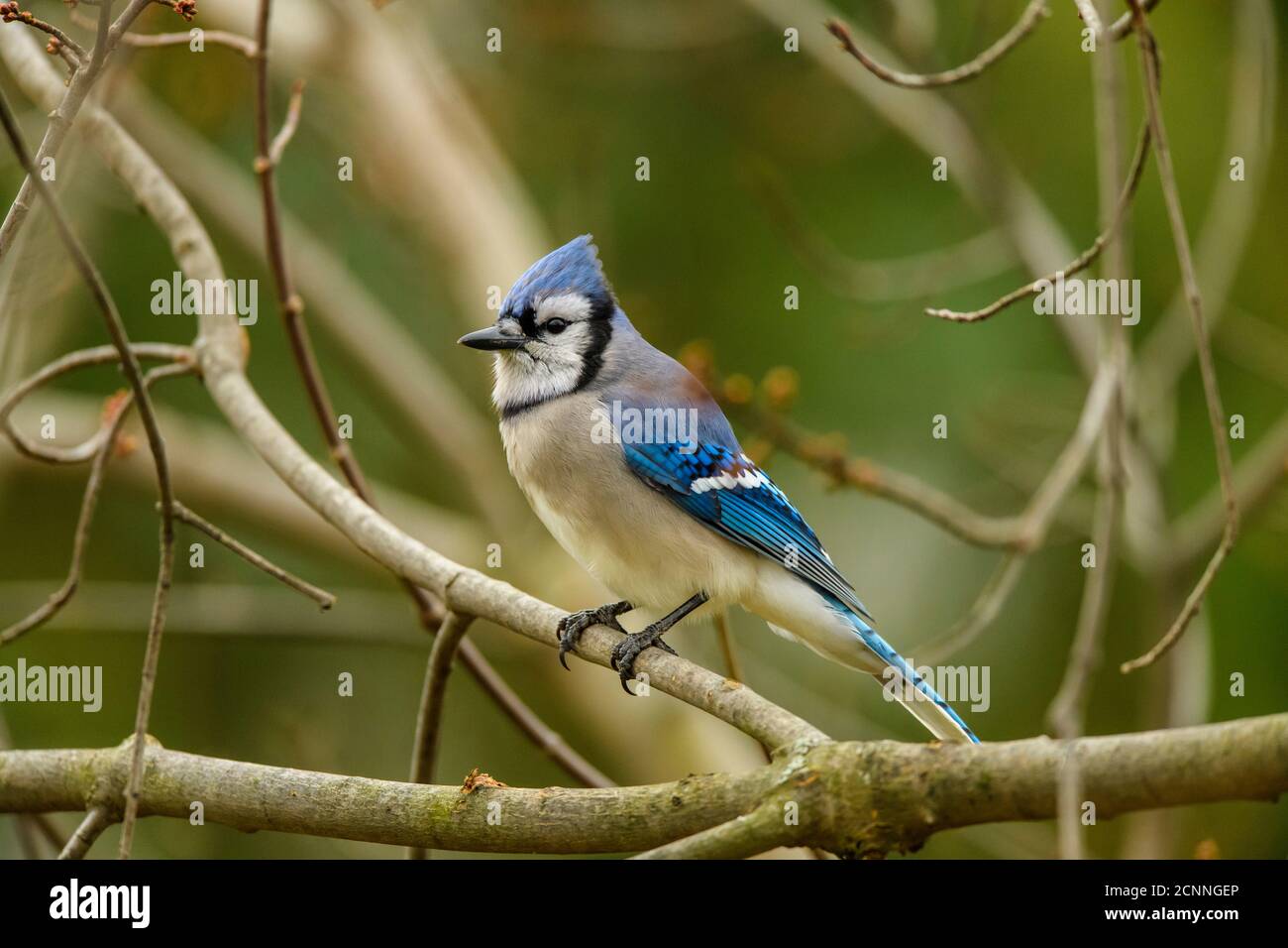 Blue Jay - Cyanocitta cristata - NatureWorks