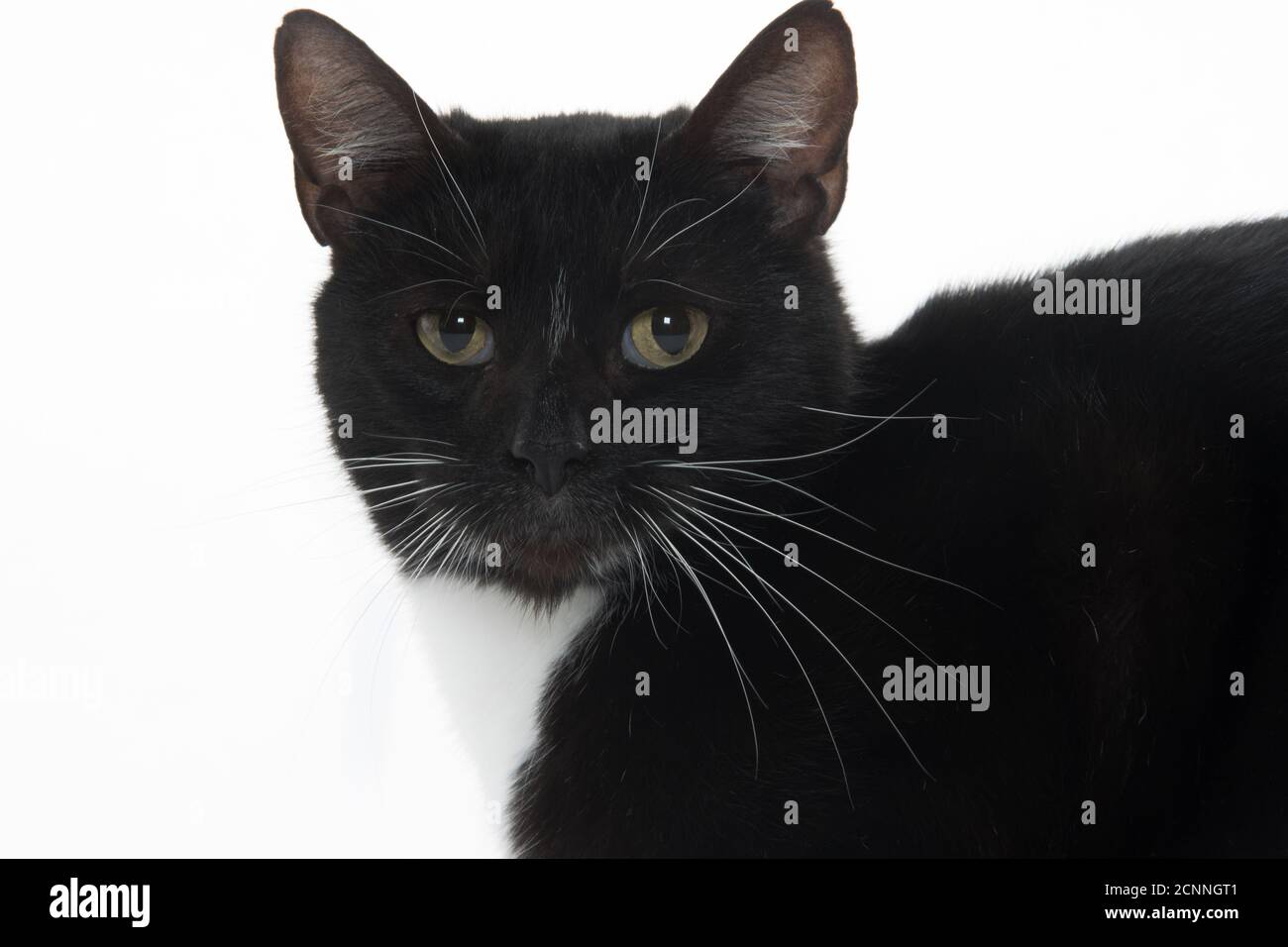 Cute black and white tuxedo cat on white background Stock Photo - Alamy