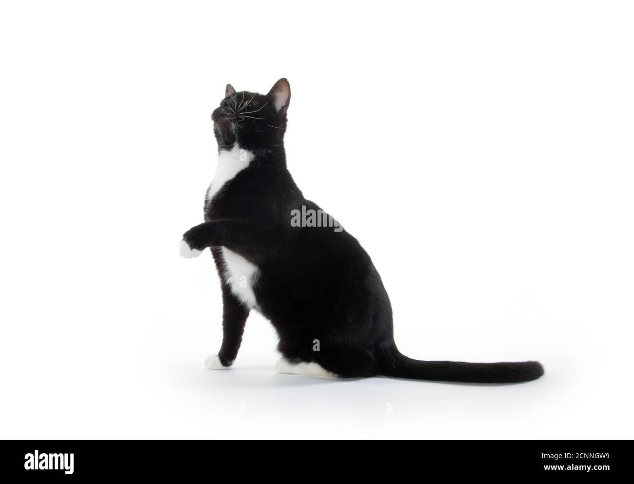 Cute black and white tuxedo cat on white background Stock Photo - Alamy