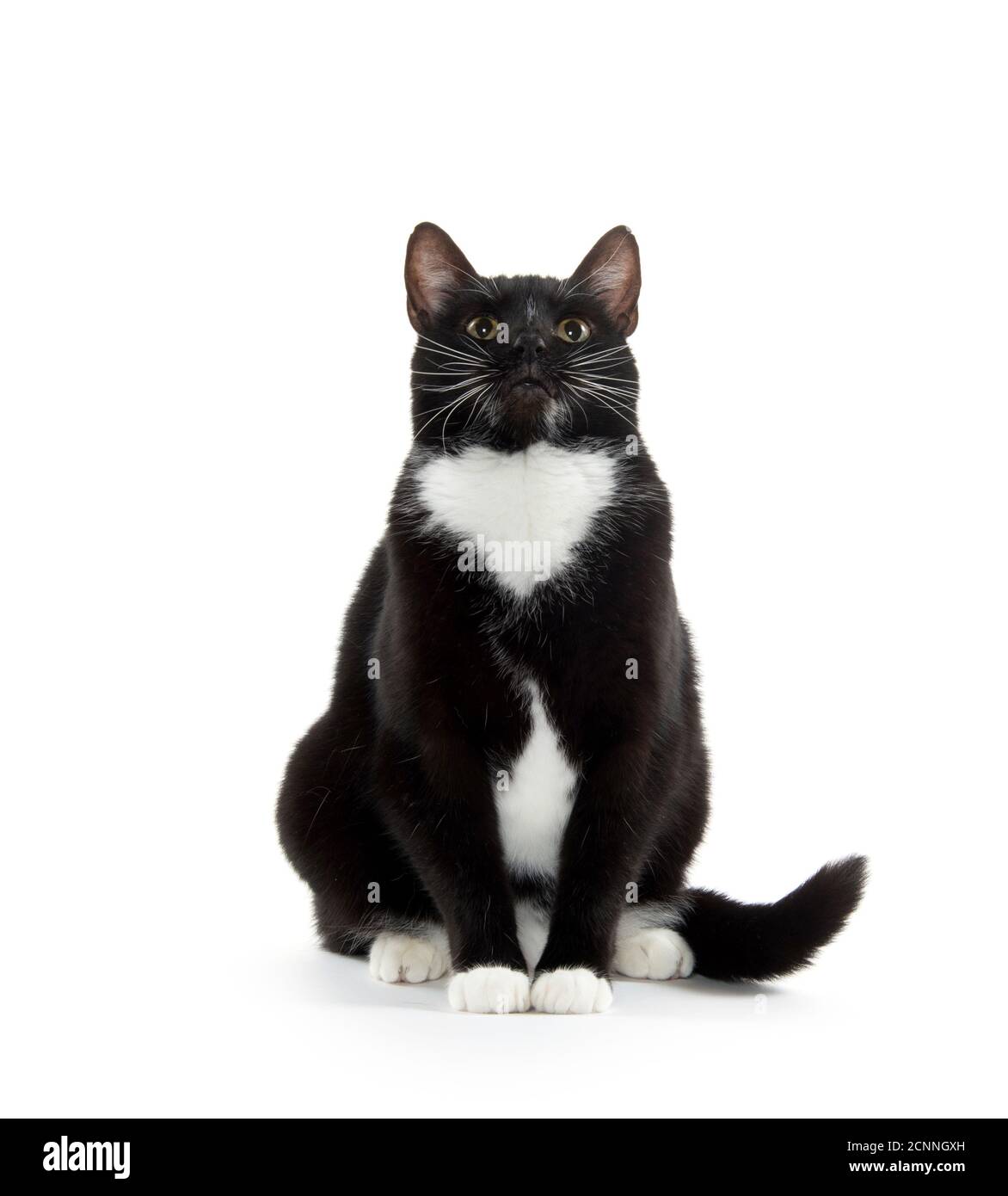 Cute black and white tuxedo cat on white background Stock Photo - Alamy