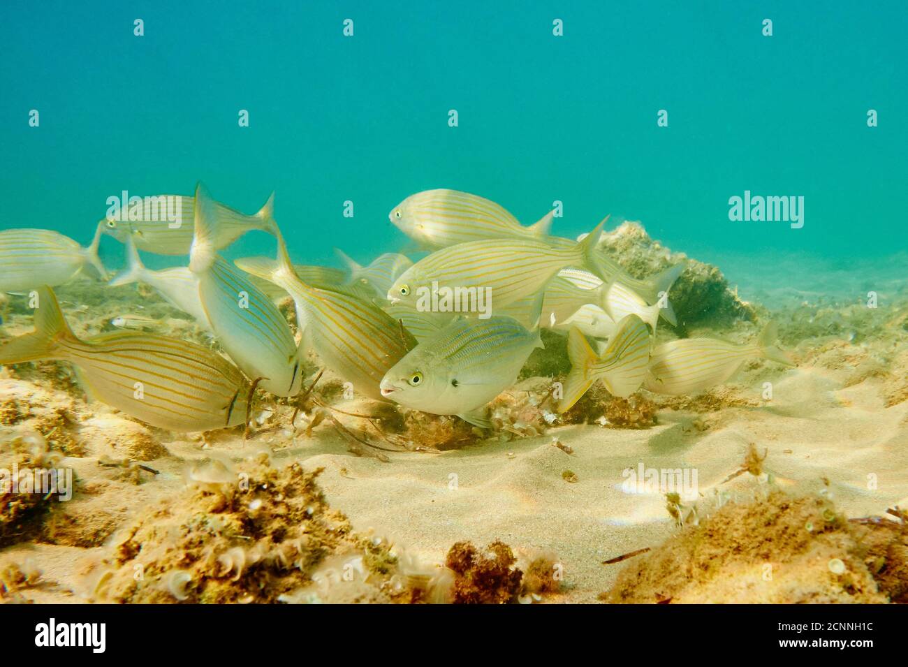 Gold welt (Sarpa salpa), sea, underwater, sideways, swim Stock Photo