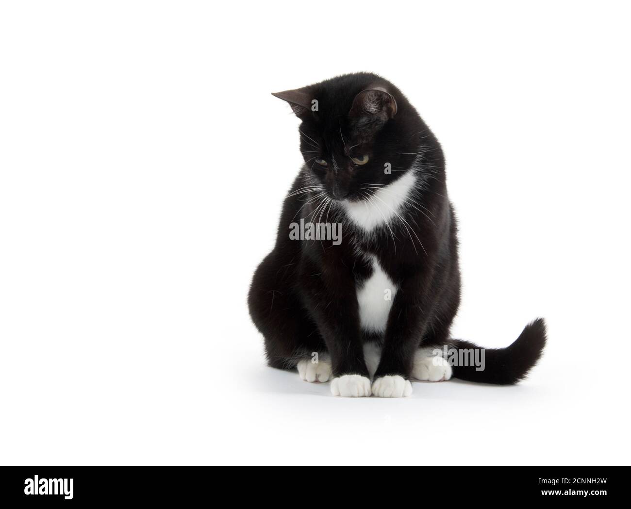 Cute black and white tuxedo cat on white background Stock Photo Alamy