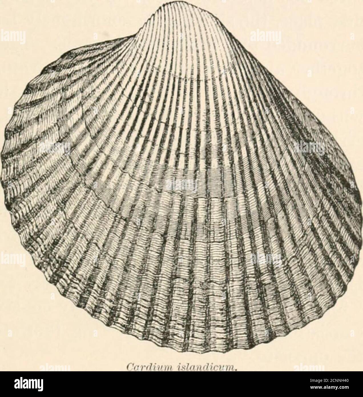 Six cockles hi-res stock photography and images - Alamy