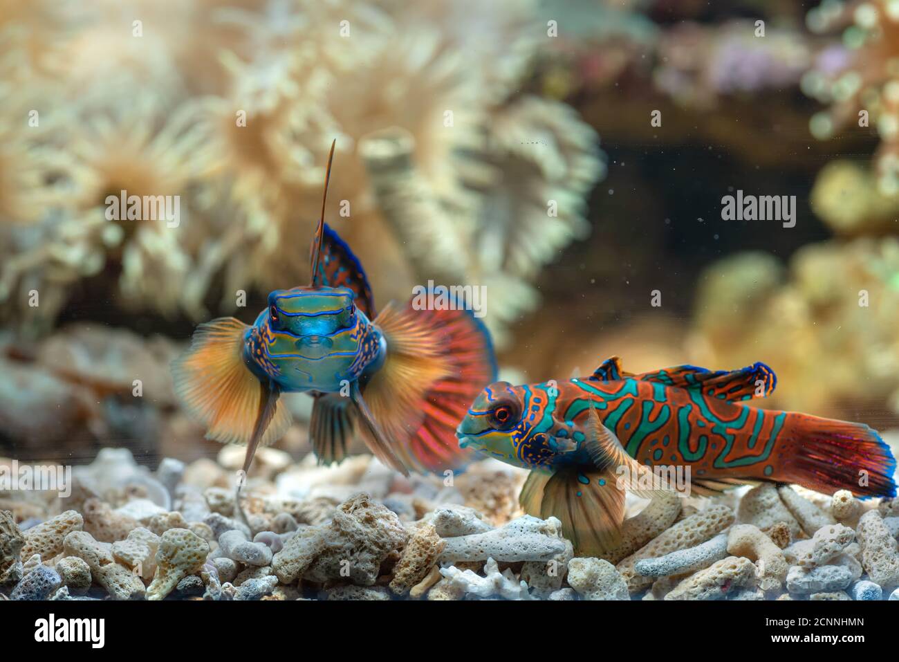 Two mandarinfish in an aquarium, Indonesia Stock Photo