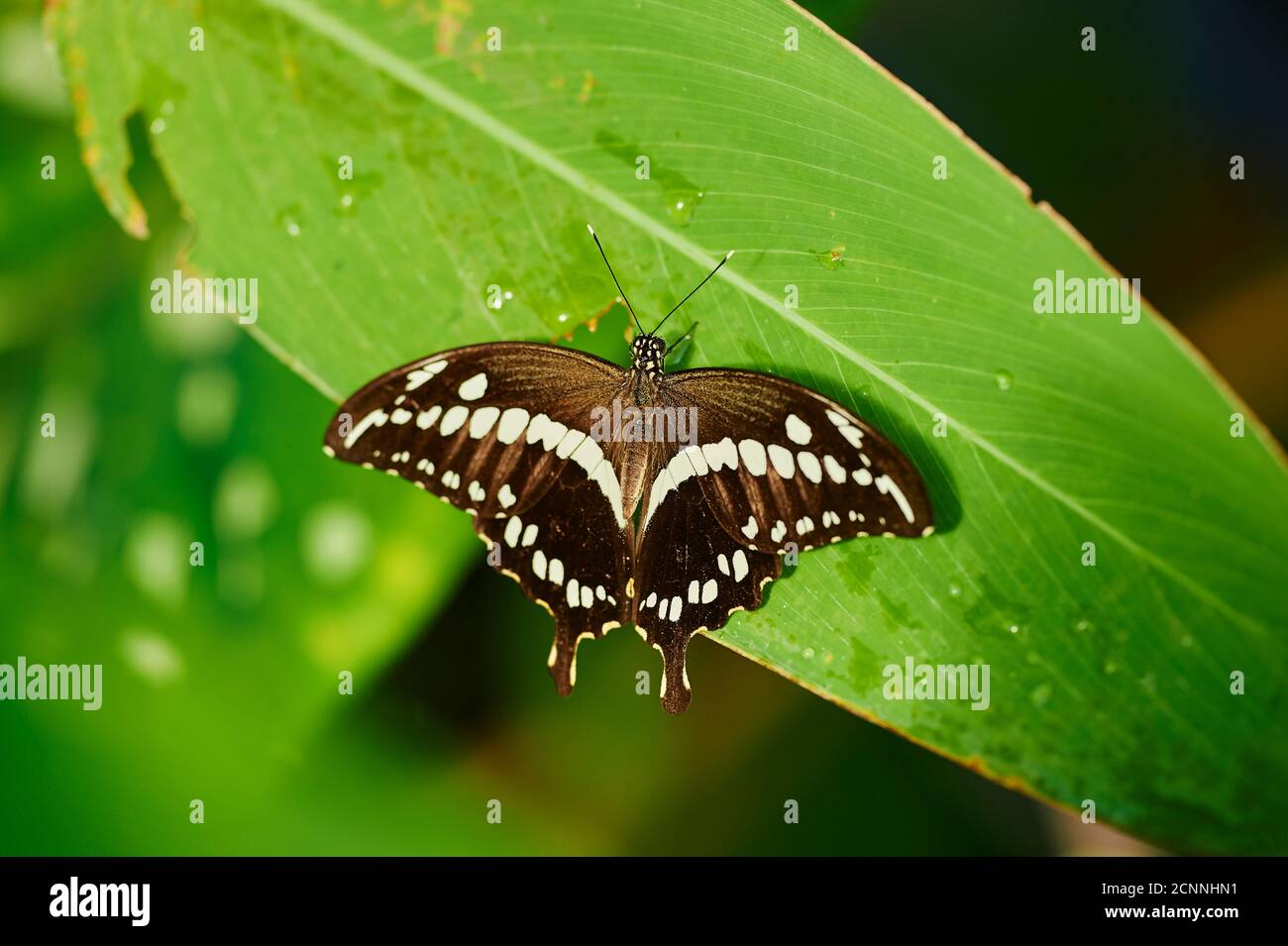 Great swallowtail (Papilio cresphontes), leaf, sitting, rear view Stock Photo