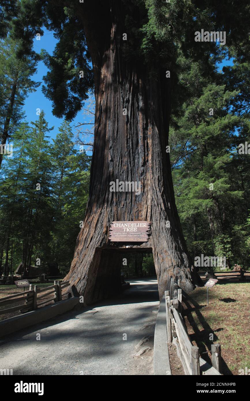 Chandelier Tree drivethru tree park, Leggett, California, USA Stock