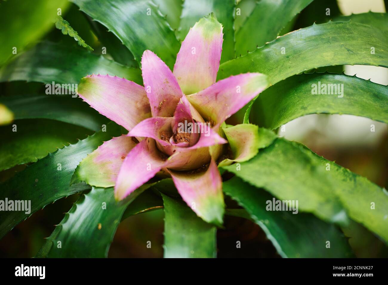 Bromeliad (Aechmea caudata), flower, close-up Stock Photo