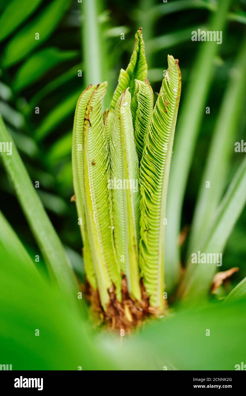 Rump Sago Palm Fern (Cycas rumphii), leaves, young, close-up Stock Photo