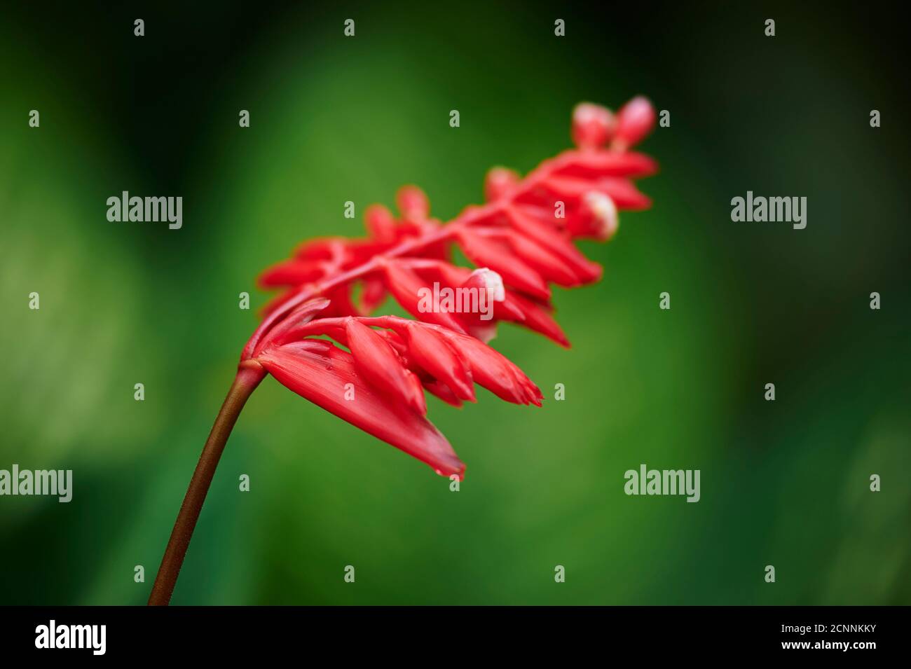 Bromeliad (Aechmea distichantha), flower, close-up Stock Photo