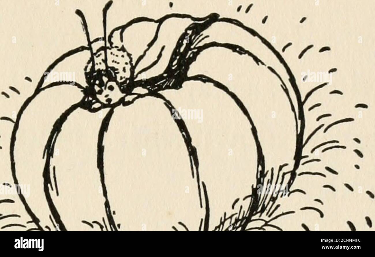 . The adventures of Peter Peterkin . d, what a pretty thing to frisk with!Just like a play-toy! Heres where I have my days fun!And with that it dived deep under the pumpkin boat andcame up on the other side. Haw, haw, it chuckled—asonly a whale can chuckle—what bully good sport! Justto look at that little man who is peeking out over the side ofthis yellow ball! Just to see how surprised he looks to findme over here, where he didnt expect me to be! Haw, haw!And the whale gave another frolicsome wiggle to his tail—nearly upsetting the Pumperkin again. As for Peterkin, he was chattering with fear Stock Photo