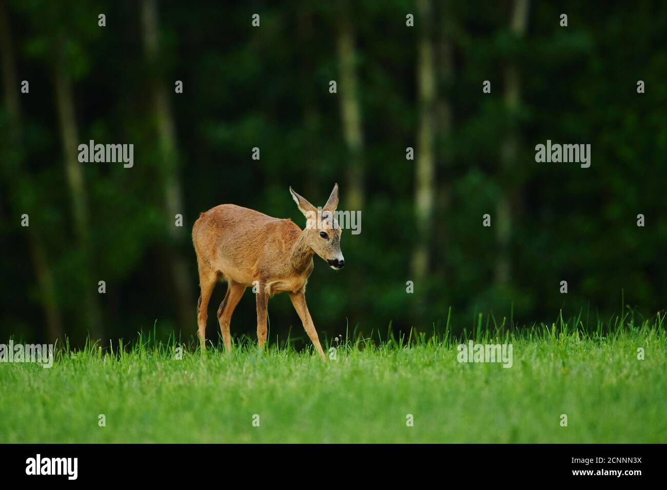 European roe deer (Capreolus capreolus), edge of the forest, meadow, standing to the side Stock Photo