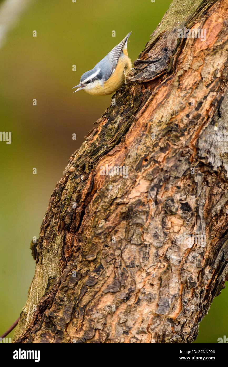 Red breasted nuthatch (Sitta canadensis), Greater Sudbury, Ontario, Canada Stock Photo