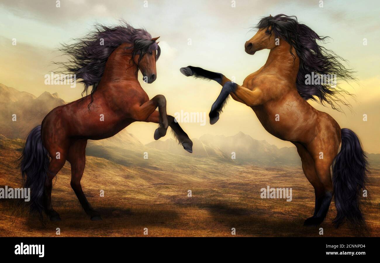 Two horses fighting, India Stock Photo