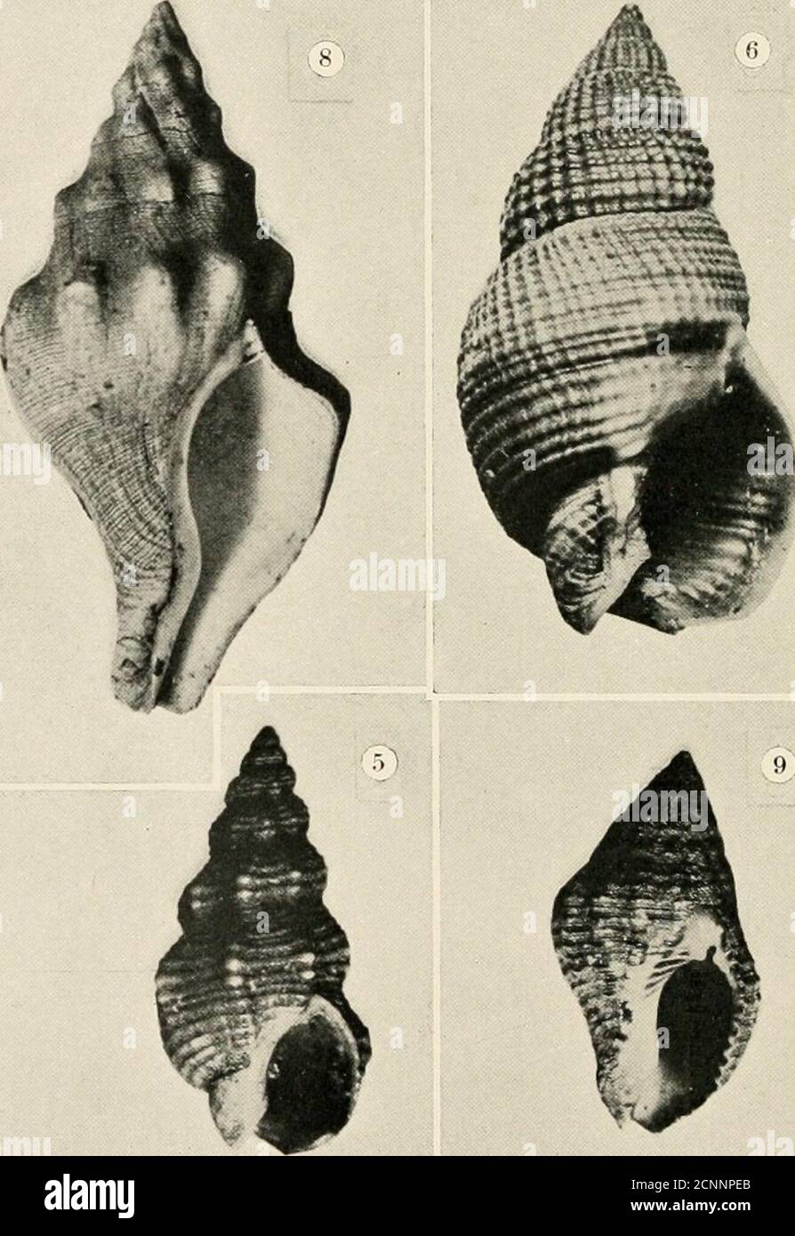 . The sea-beach at ebb-tide : a guide to the study of the seaweeds and the lower animal life found between tidemarks . PLATE LXXIV. 1, Colunibella mercatoria, enlarged. 4, Nassa fossata, about natural size. 2, Columbella (Amphissa) corrugata, en- 5, Nassa mendica, enlarged. larged. 6, Nassa perpinguis, enlarged. 3, Columbella (Astyris) gausapata, much 7, Nassa tegula, enlarged. enlarged. 8, Siphonalia kellettii, reduced.9, Tritonidea tincta. GASTEROPODS 389 lines on a white background, or of white splotches on a brownish back-ground. (Plate LXXIV.) C. (Anachis) &lt;n&lt;n-a, and the variety C. Stock Photo