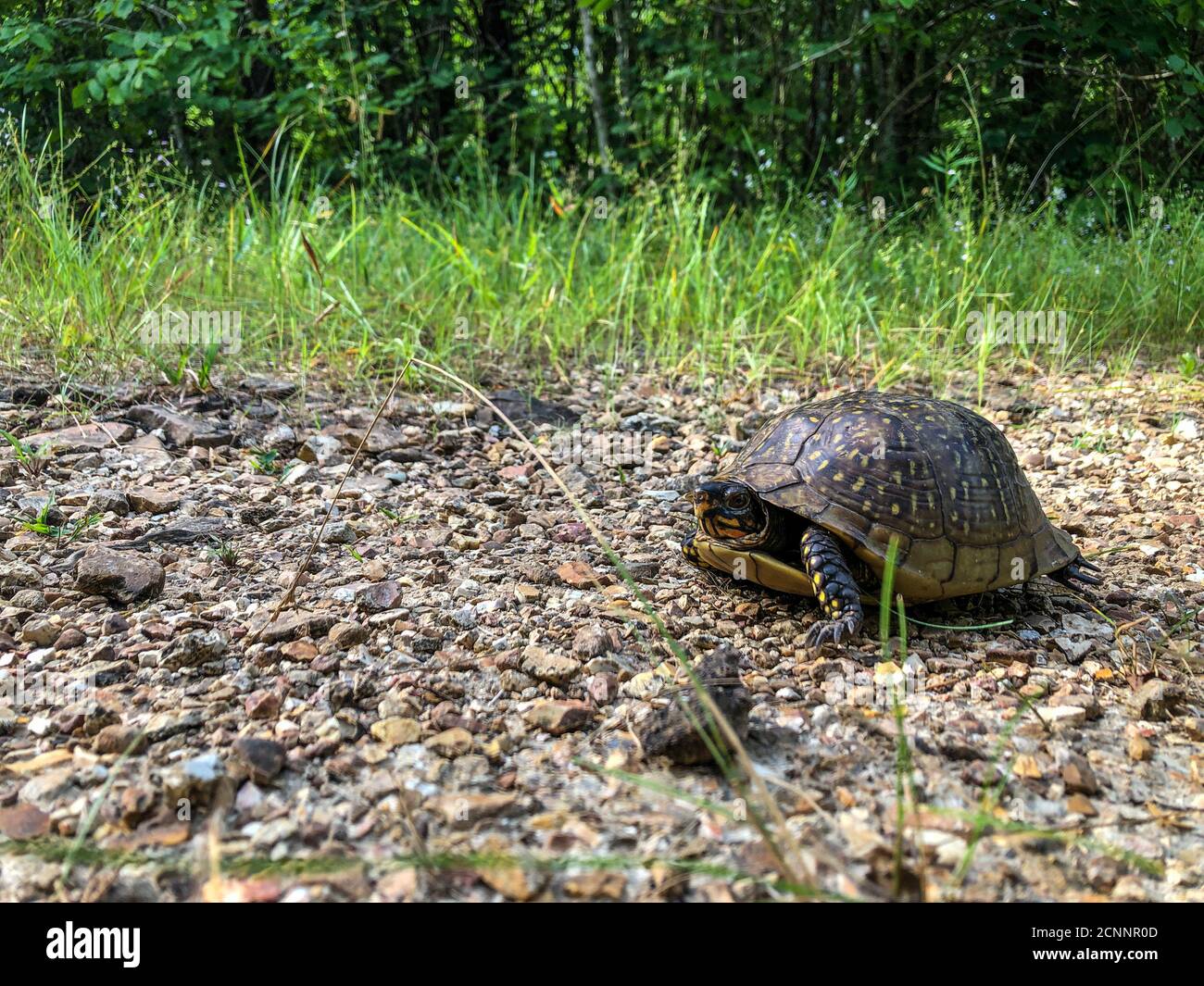 A lone lake turtle slowly walking across Table Rock Trails, a popular