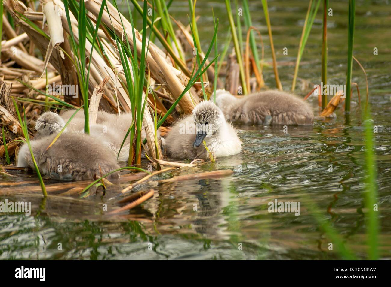 Little gray swans in the water lake Stock Photo