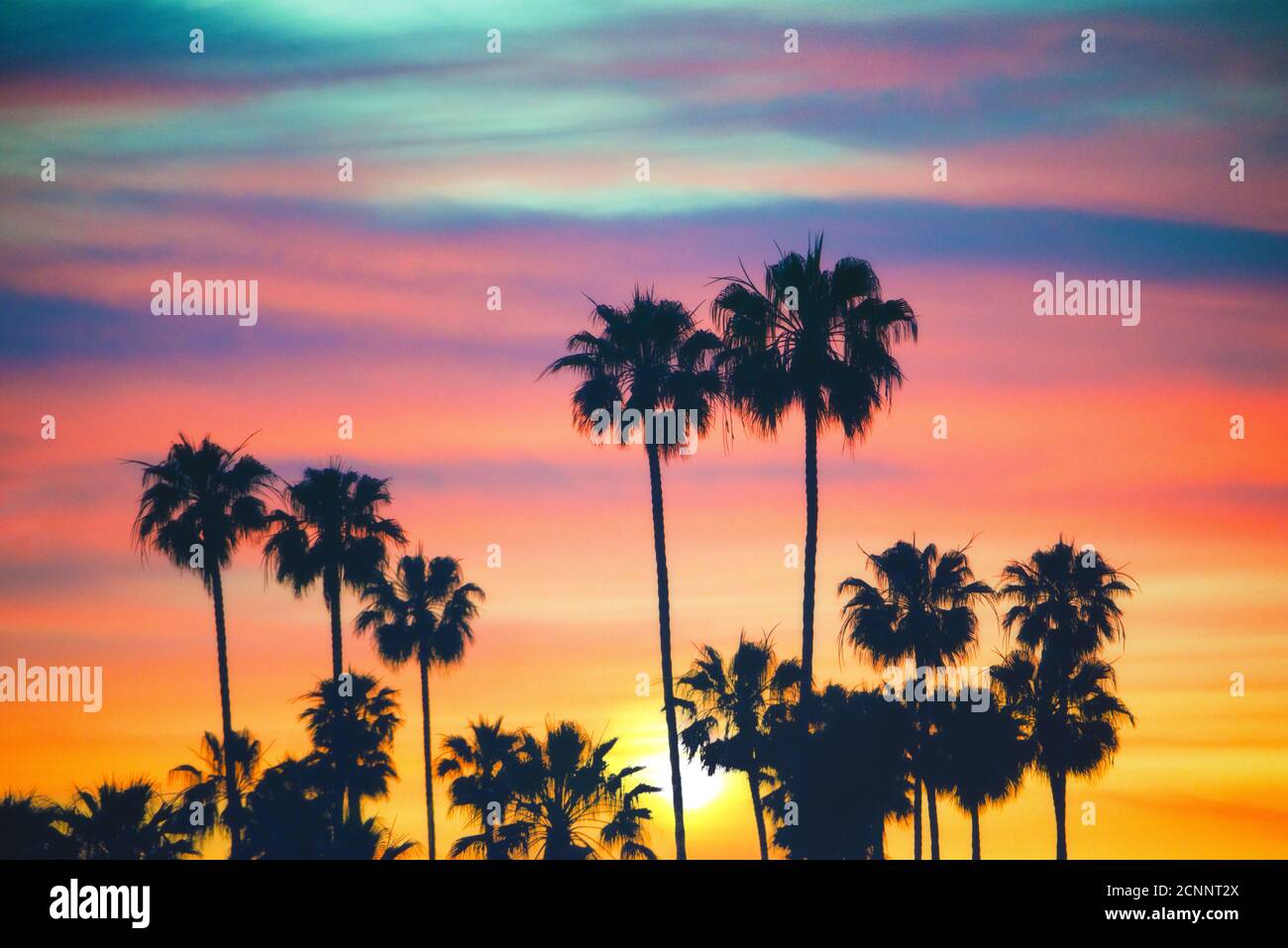 Silhouette of palm trees against sunset sky, California, USA Stock Photo