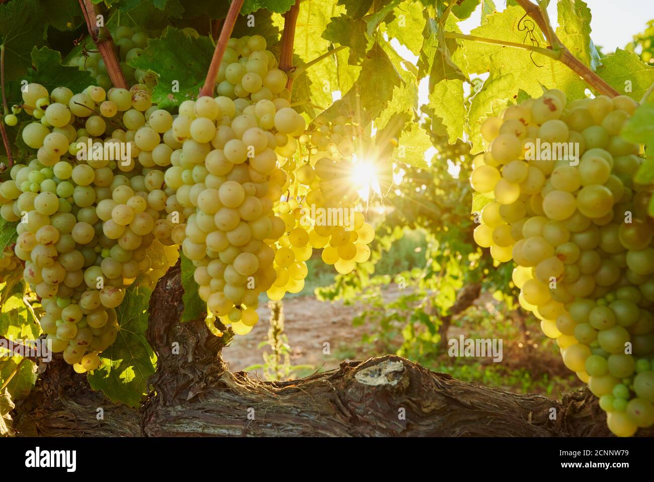 Landscape, vineyard, Tarragona Province, Catalonia, Spain, Europe Stock Photo