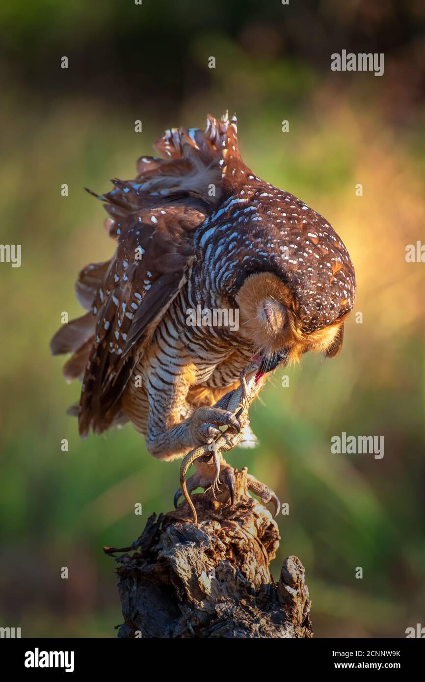 Spotted wood owl perched on a branch eating a lizard, Indonesia Stock