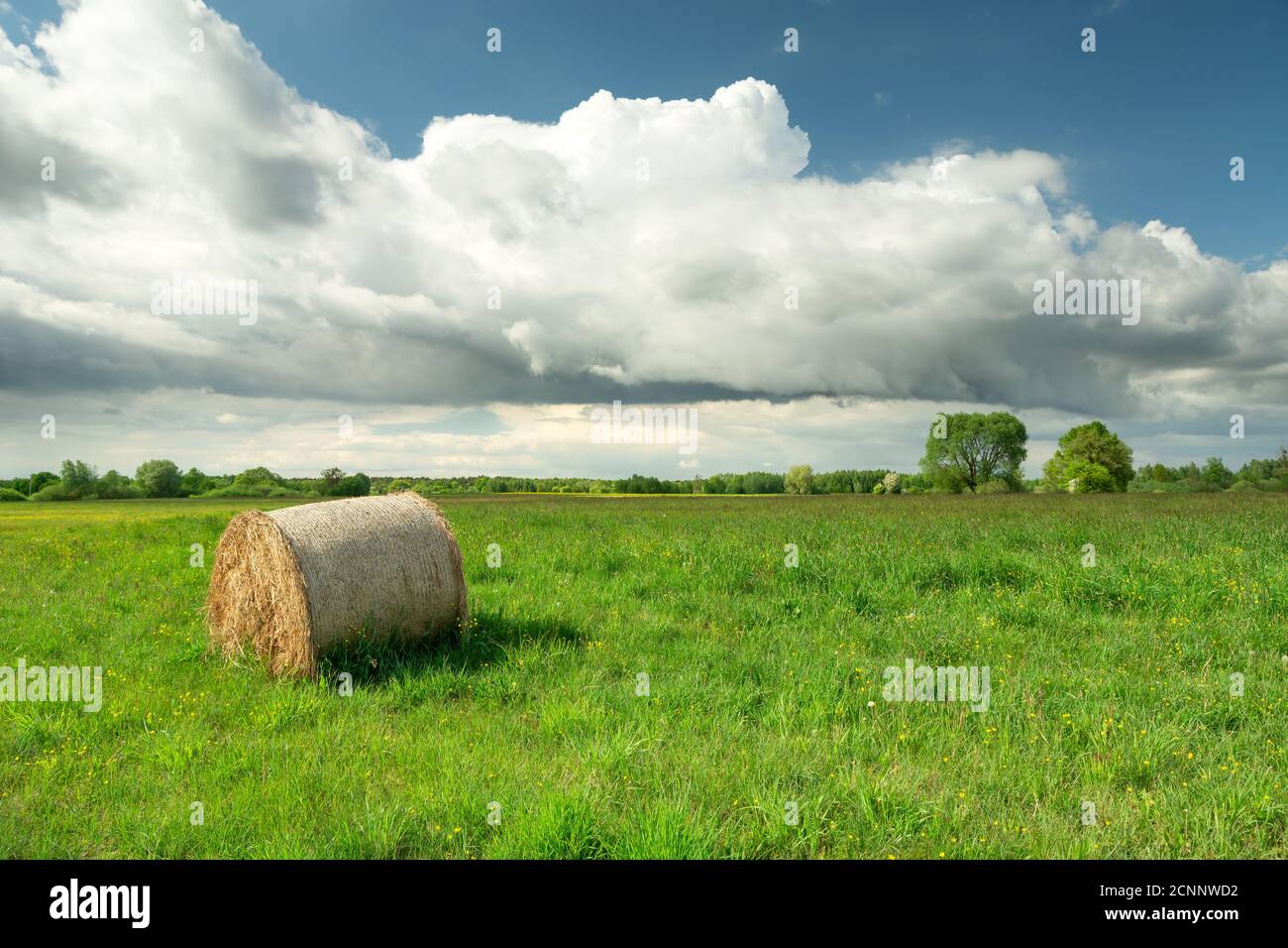 Hay bale on green meadow and big white cloud on blue sky Stock Photo