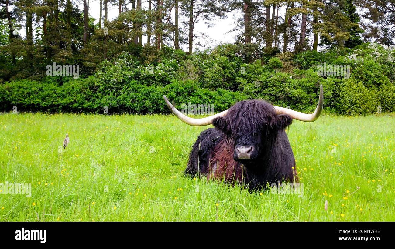 Scottish Long haired cow is a beautiful animal in Highland areas Stock Photo