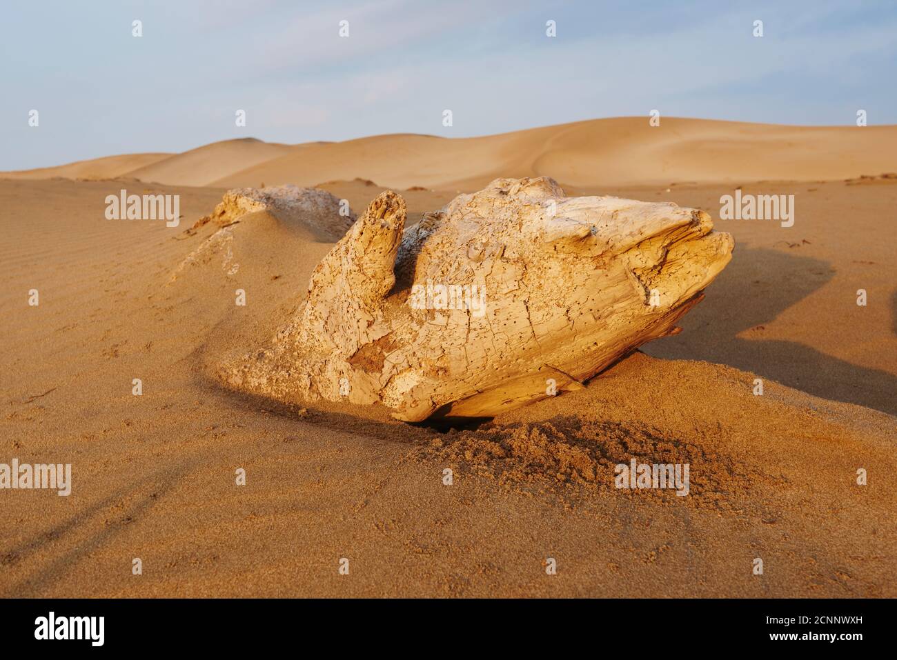 Landscape, dunes, sandy beach, Ebro Delta, Tarragona Province, Catalonia, Northern Spain, Spain, Europe Stock Photo