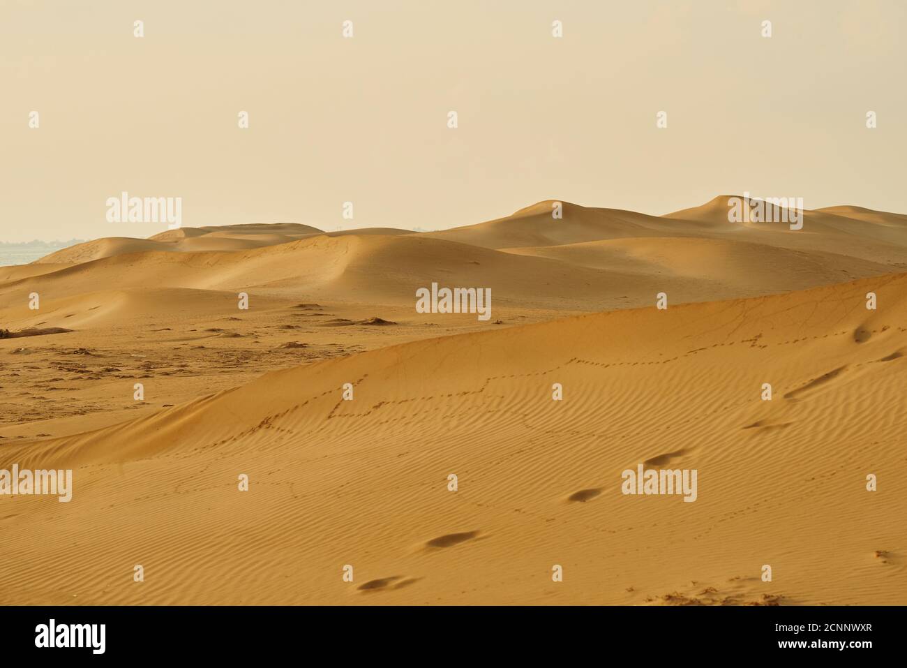 Landscape, dunes, sandy beach, Ebro Delta, Tarragona Province, Catalonia, Northern Spain, Spain, Europe Stock Photo