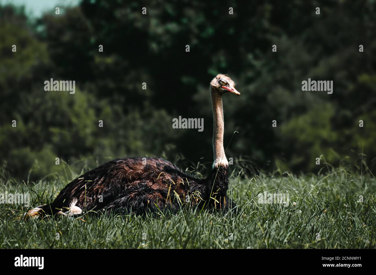 common male ostrich sleeping on the grass Stock Photo Alamy