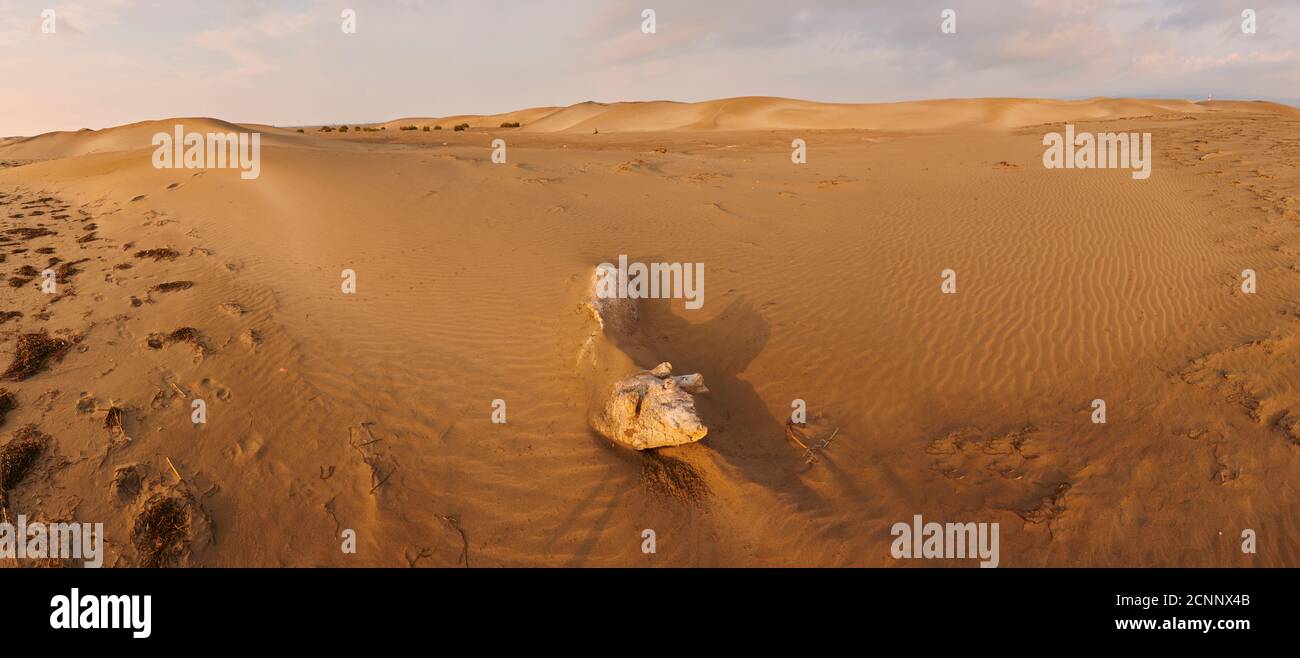 Landscape, dunes, sandy beach, Ebro Delta, Tarragona Province, Catalonia, Northern Spain, Spain, Europe Stock Photo