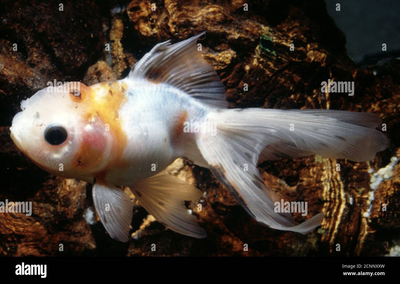 Calico hi-cap chinese oranda goldfish (Carassius auratus) Stock Photo