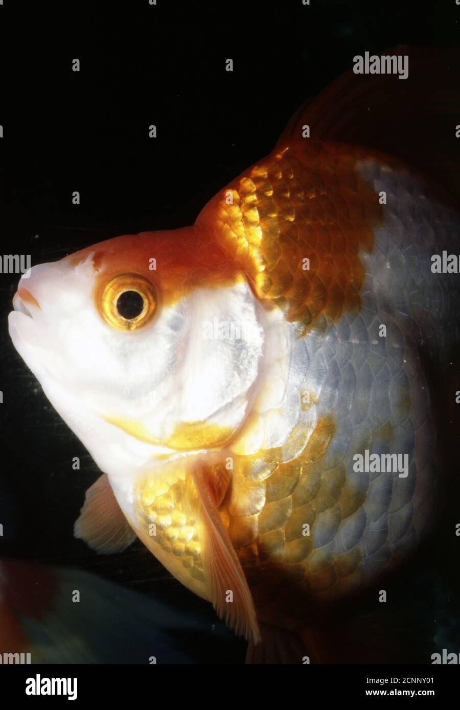 Ryukin or Japanese fantail goldfish (Carassius auratus) Stock Photo