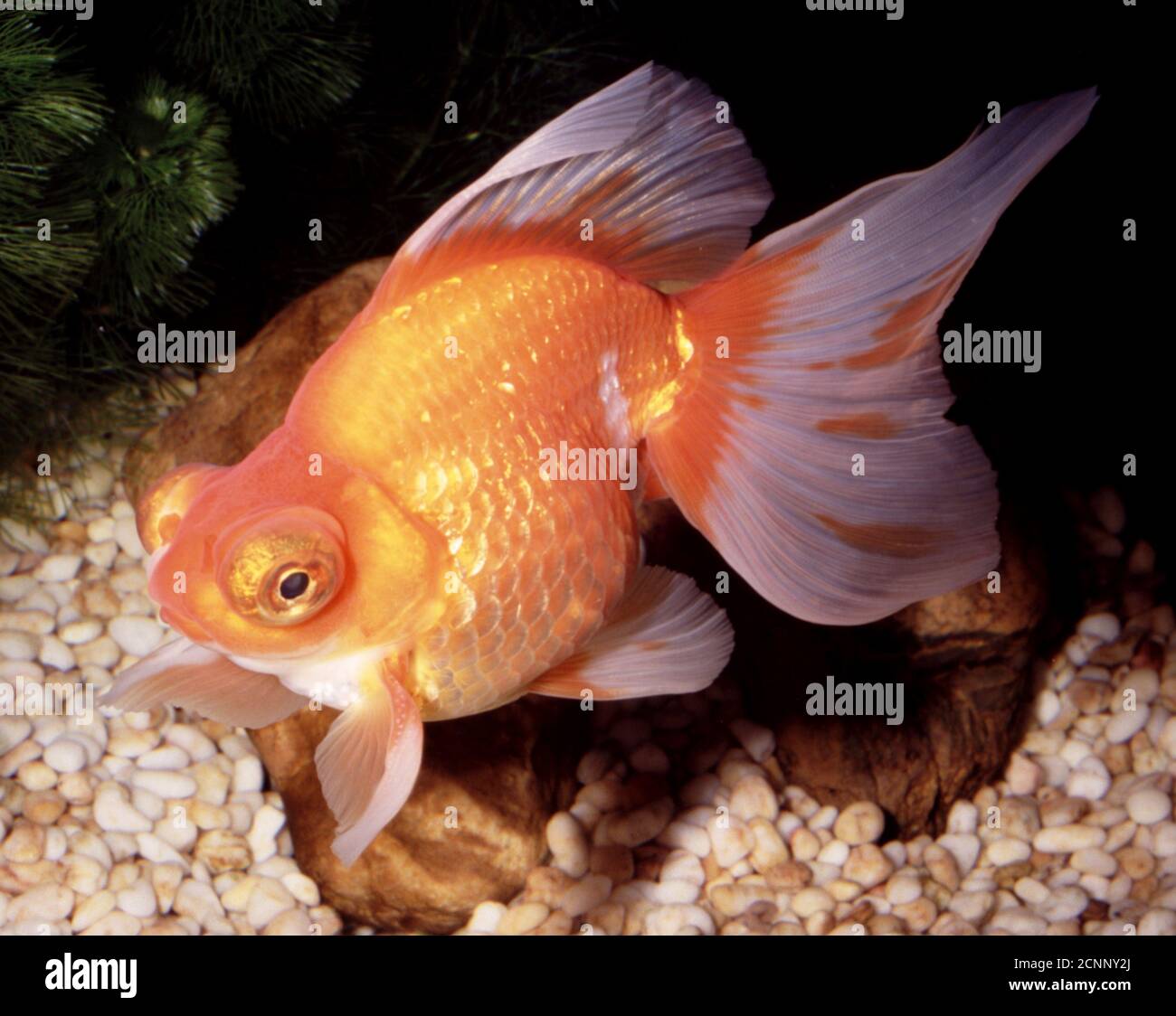 Telescope Ryukin or Japanese ribbontail goldfish (Carassius auratus) Stock Photo