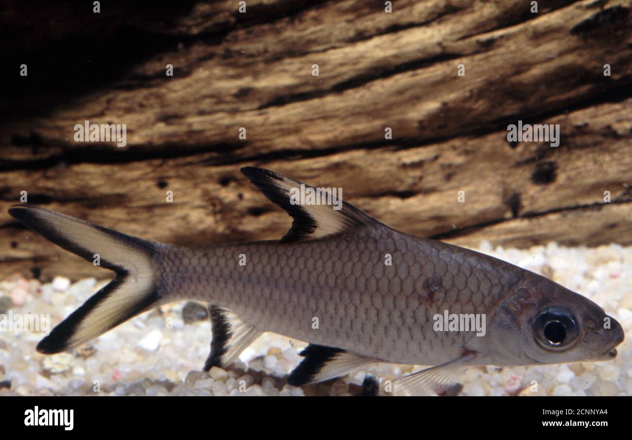 Silver or Bala shark, Balantiocheilos melanopterus Stock Photo