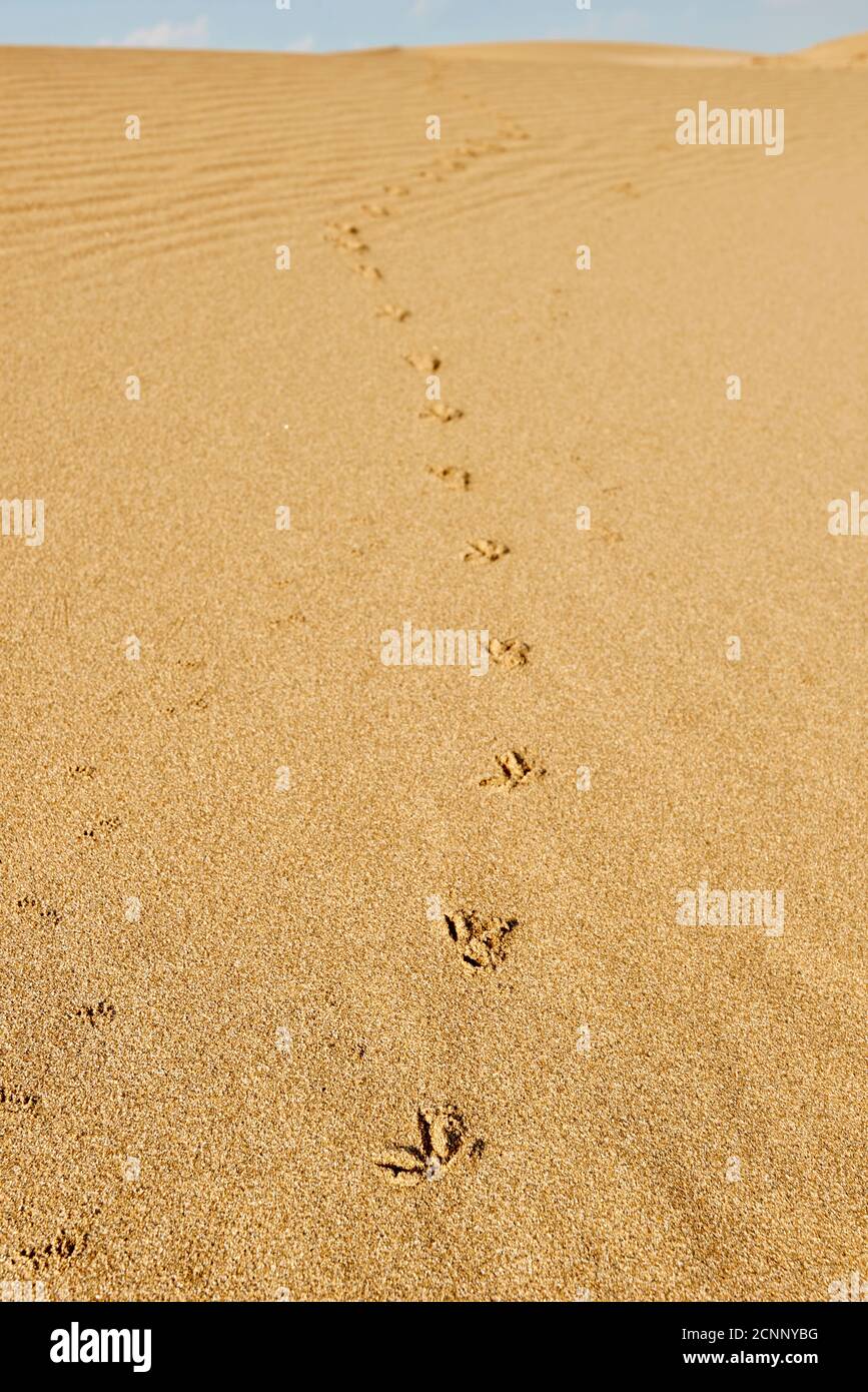 Landscape, dunes, footprints, sandy beach, Ebro Delta, Tarragona Province, Catalonia, Northern Spain, Spain, Europe Stock Photo