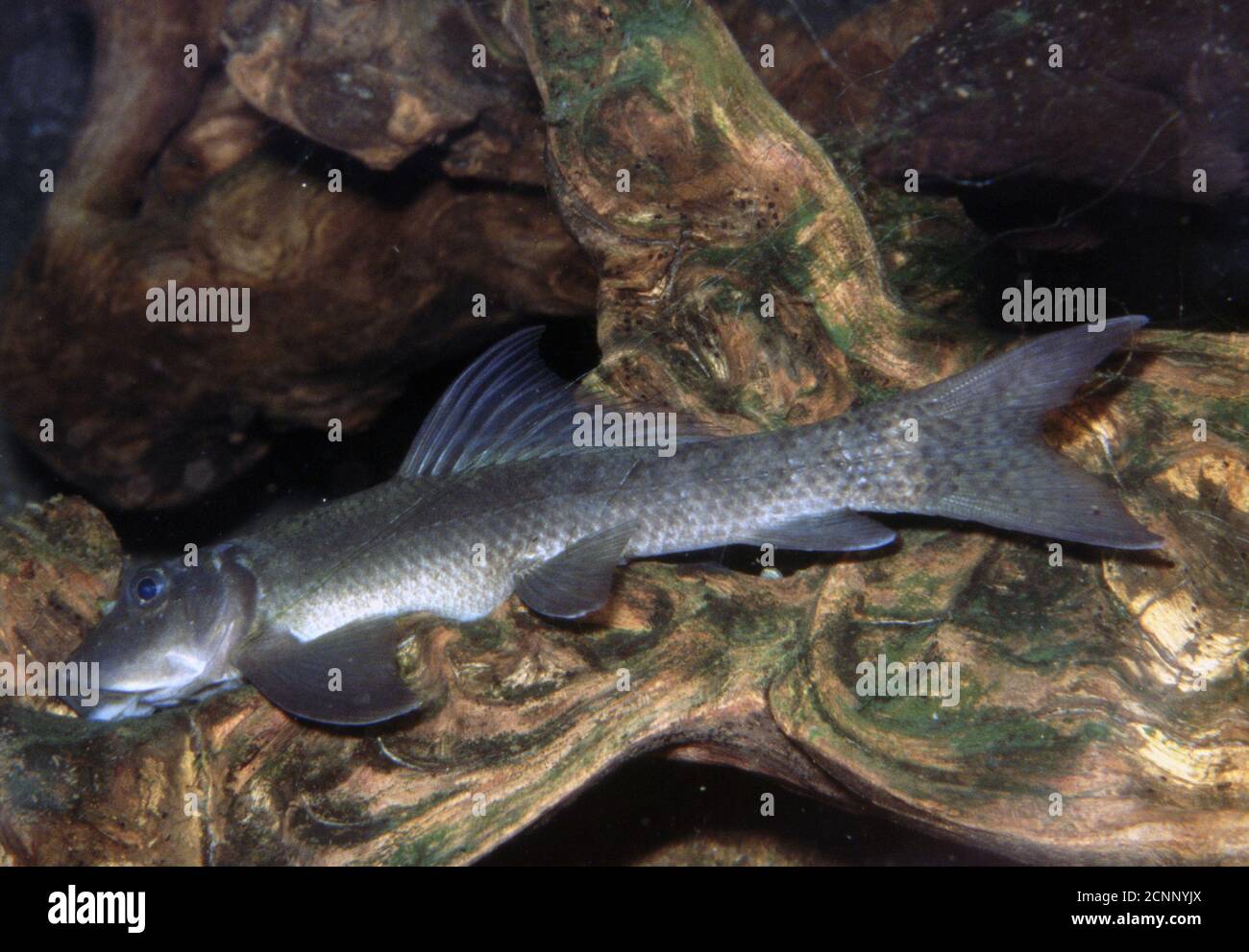 Red-eye or cylindrical shark, Labeo cylindricus Stock Photo