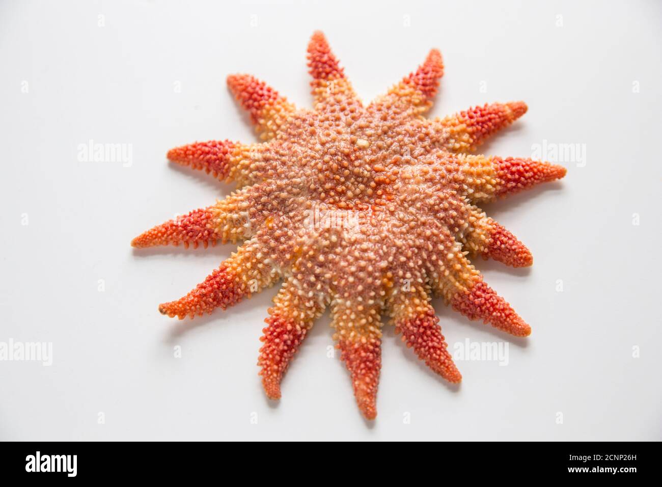 A common sunstar, Crossaster papposus, photographed on a white background. Dorset England UK GB Stock Photo