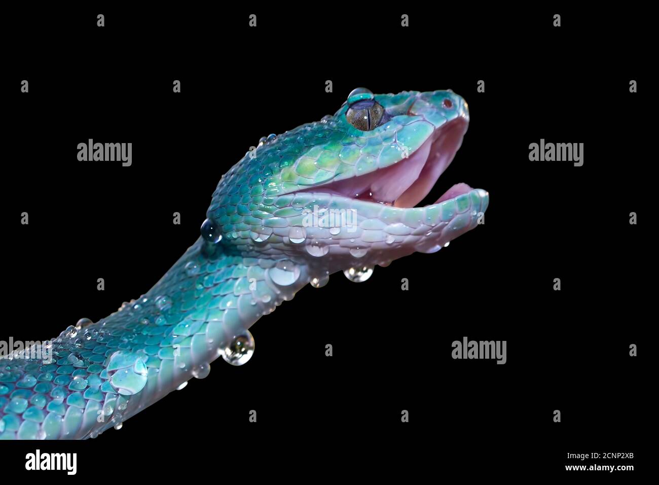 Close-up of a white-lipped island pit viper covered in water droplets, Indonesia Stock Photo