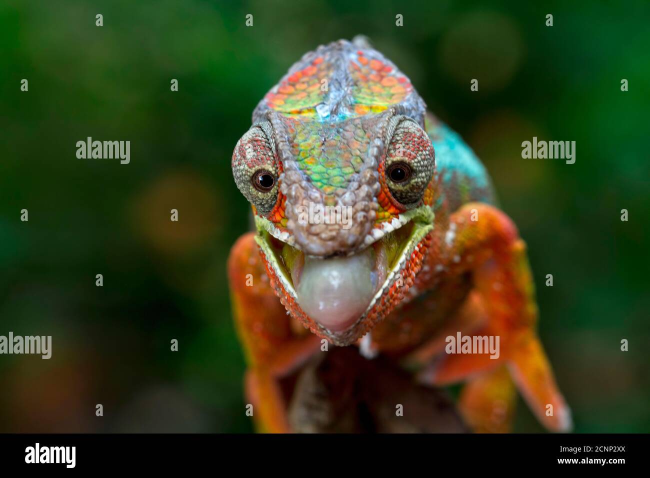 Portrait of a panther chameleon on a branch about to catch an insect, Indonesia Stock Photo