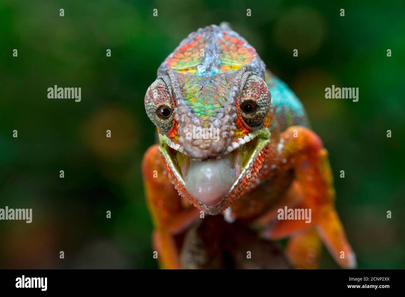 Chameleon Tongue Sticking Out Chameleon Tongue Sticking Out