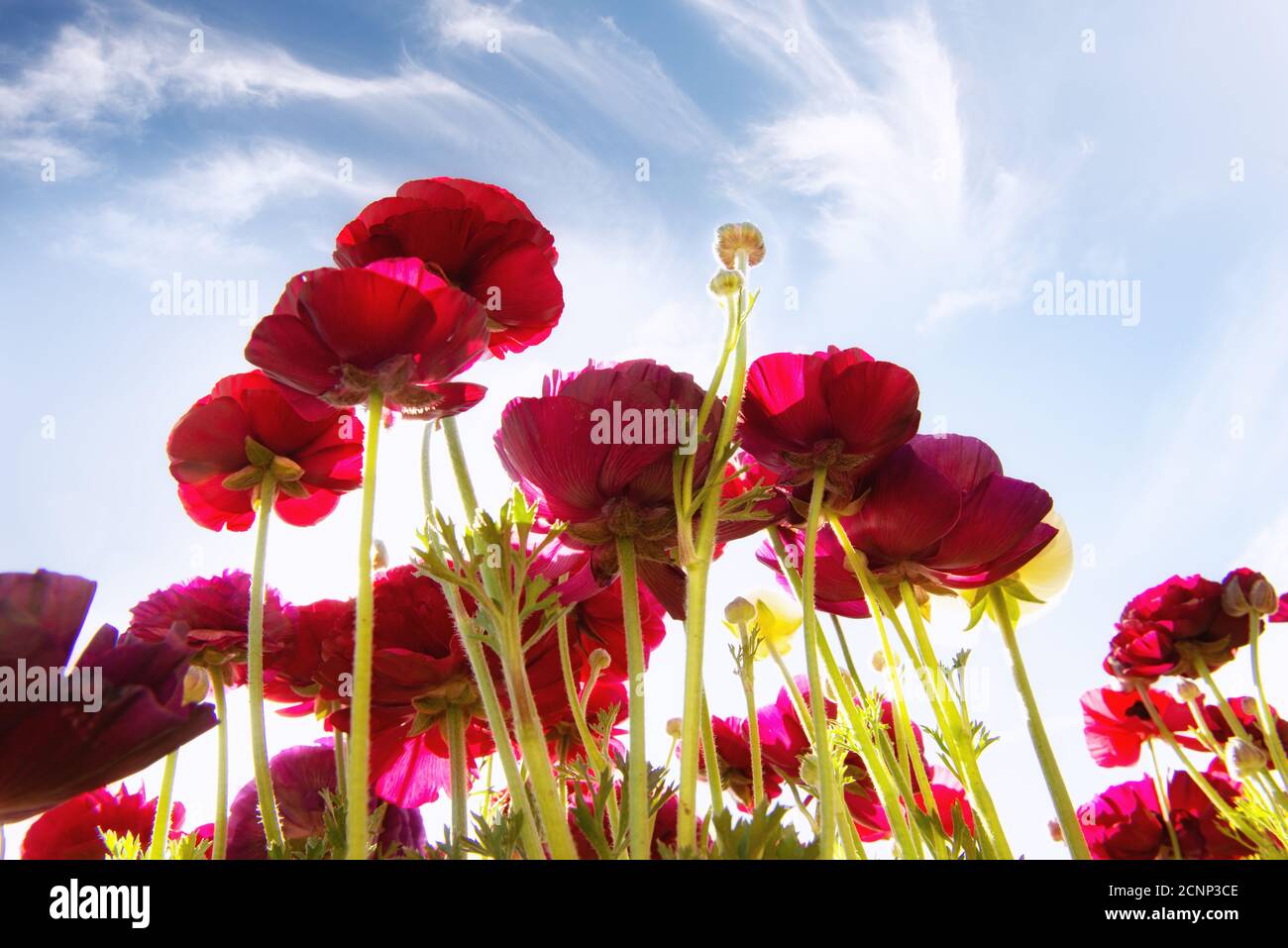 Low angle view of red Tecolote Ranunculus flowers growing in a field, USA Stock Photo